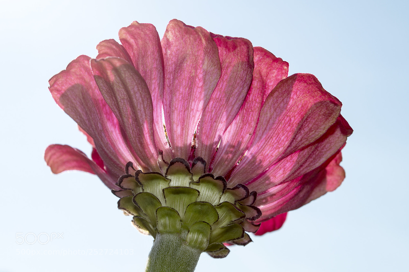 Canon EOS 70D sample photo. Daisy photography
