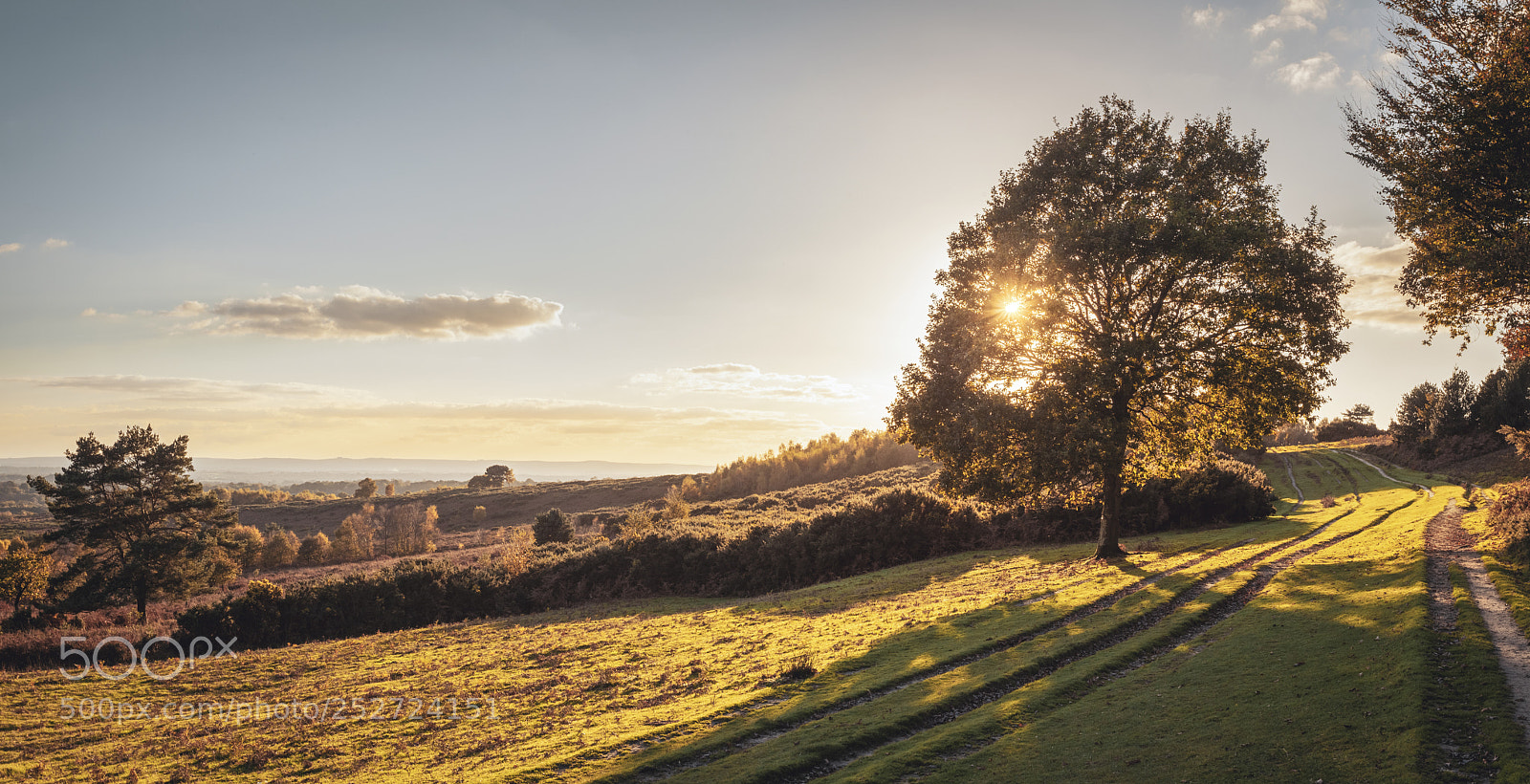 Canon EOS 5D Mark II sample photo. Ashdown photography