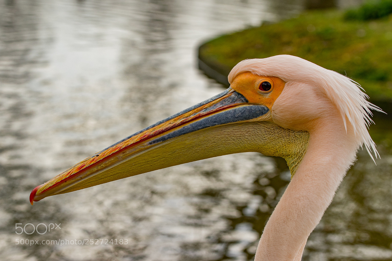 Nikon D5300 sample photo. Pelican photography