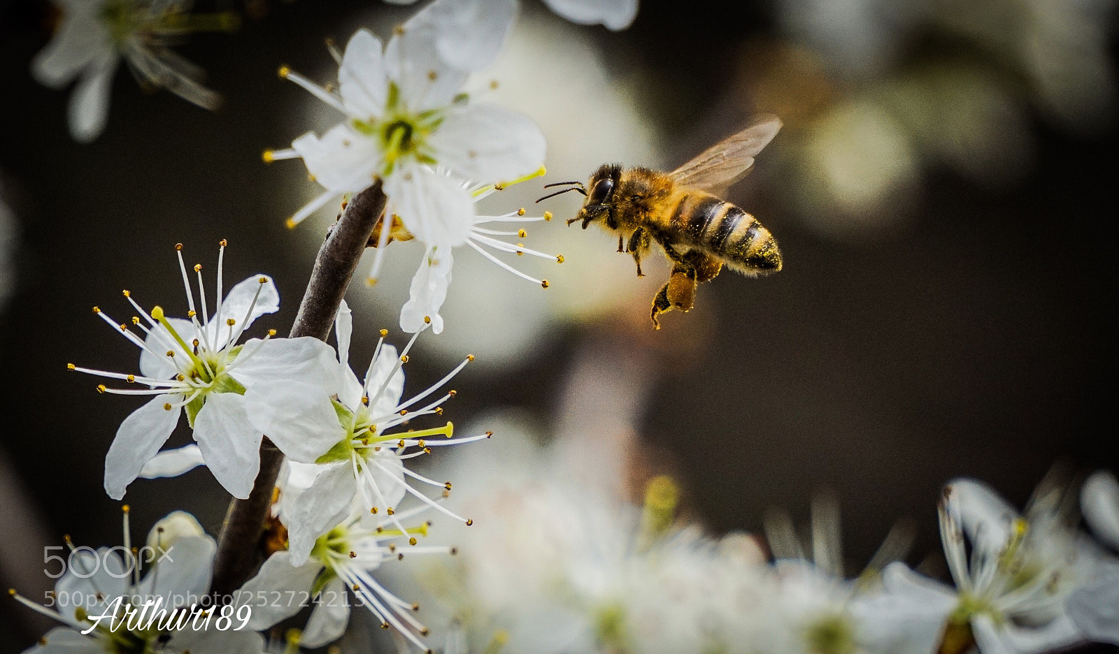 Sony a6000 sample photo. Flying bee photography