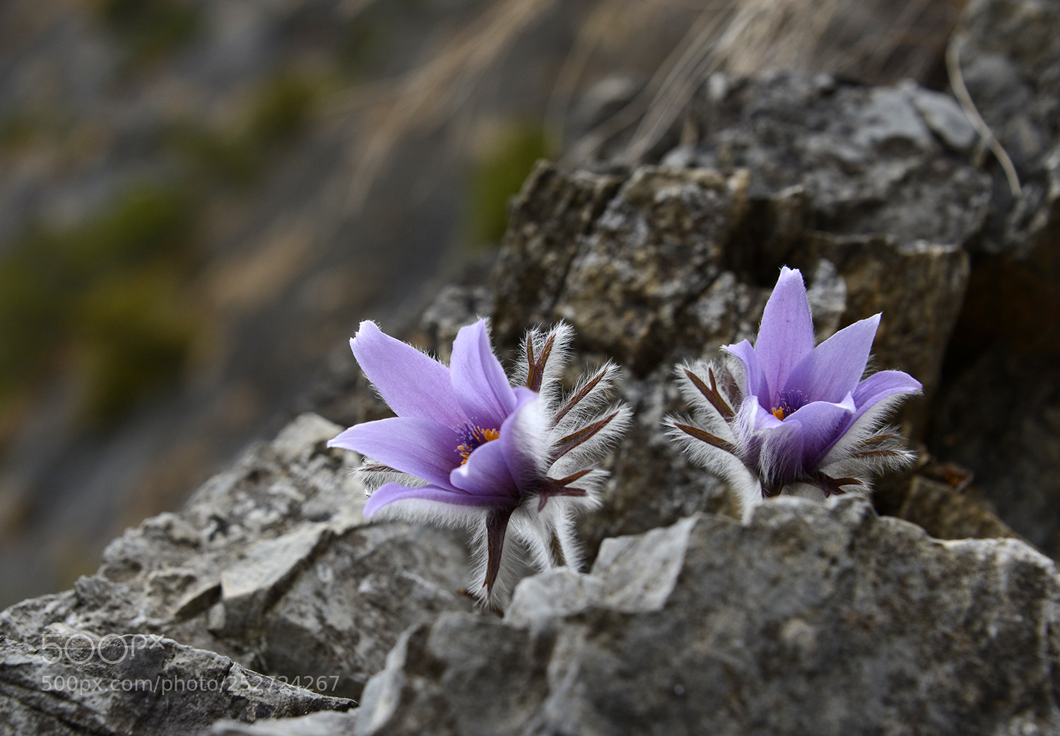 Nikon D800 sample photo. Wildflower photography