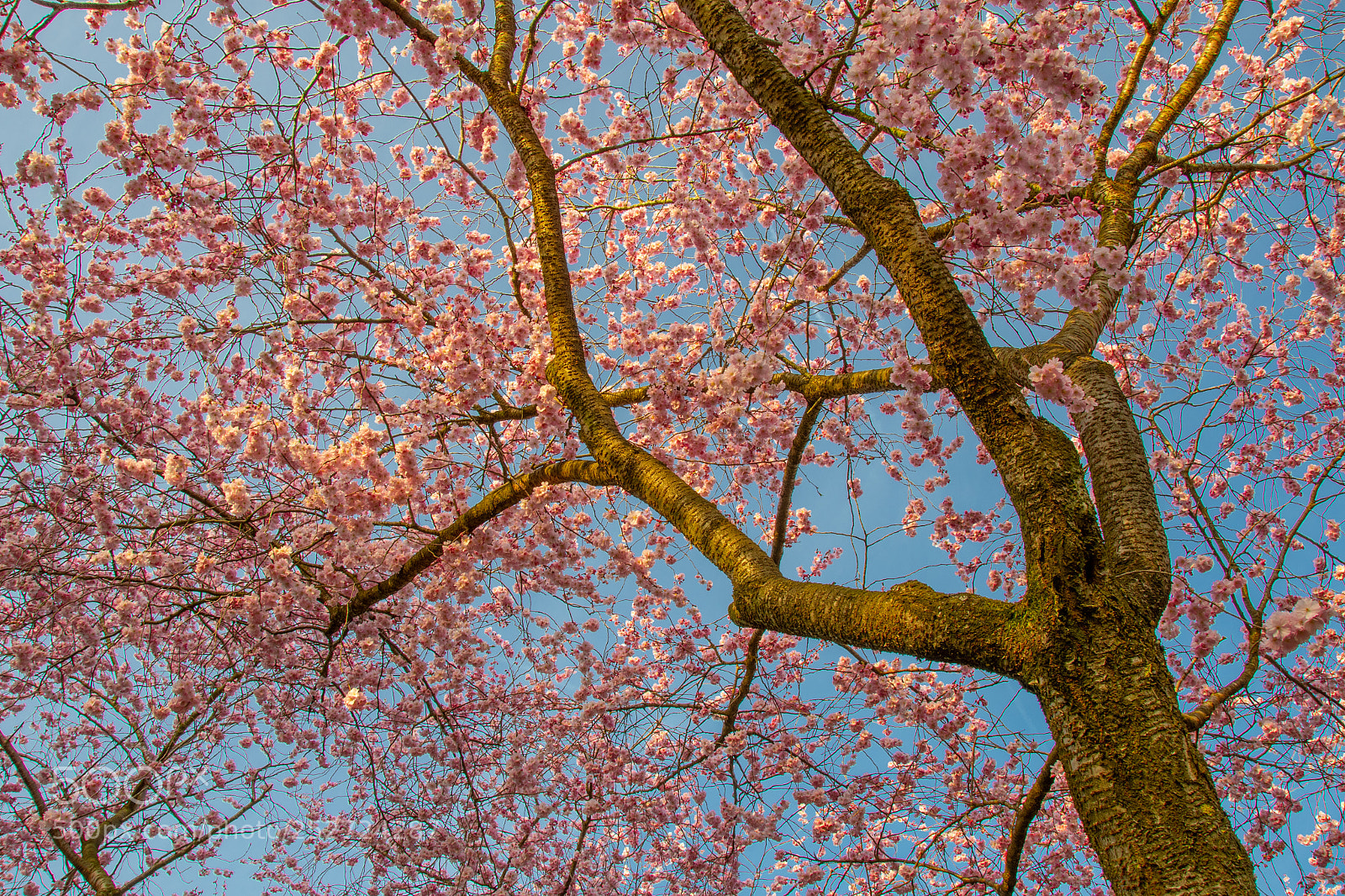 Nikon D500 sample photo. Bloesemboom photography