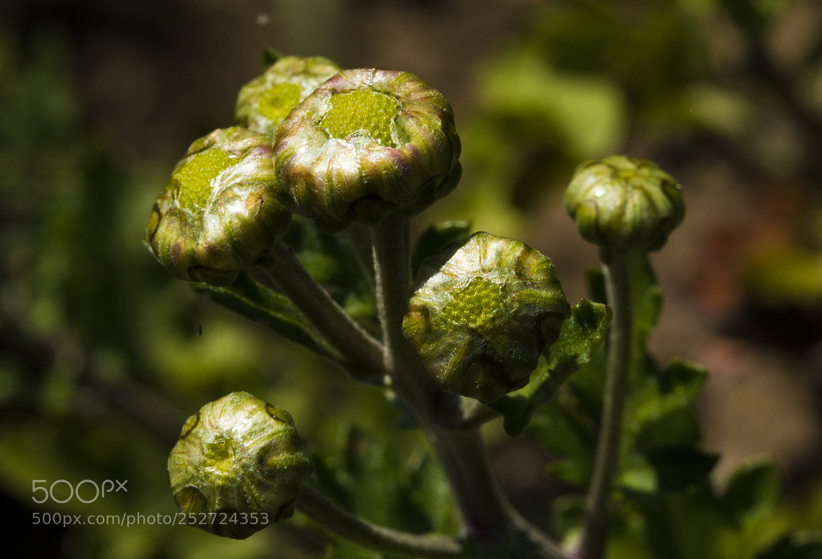 Canon EOS 70D sample photo. Buds photography