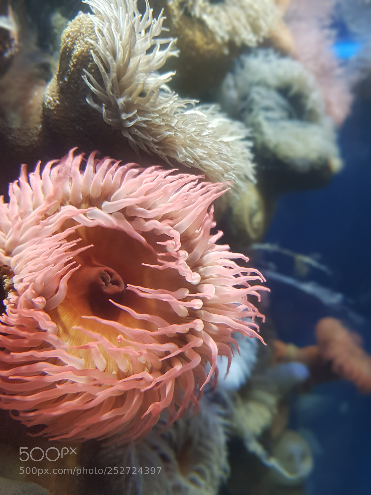 Samsung Galaxy S8 sample photo. Aquarium adventures photography
