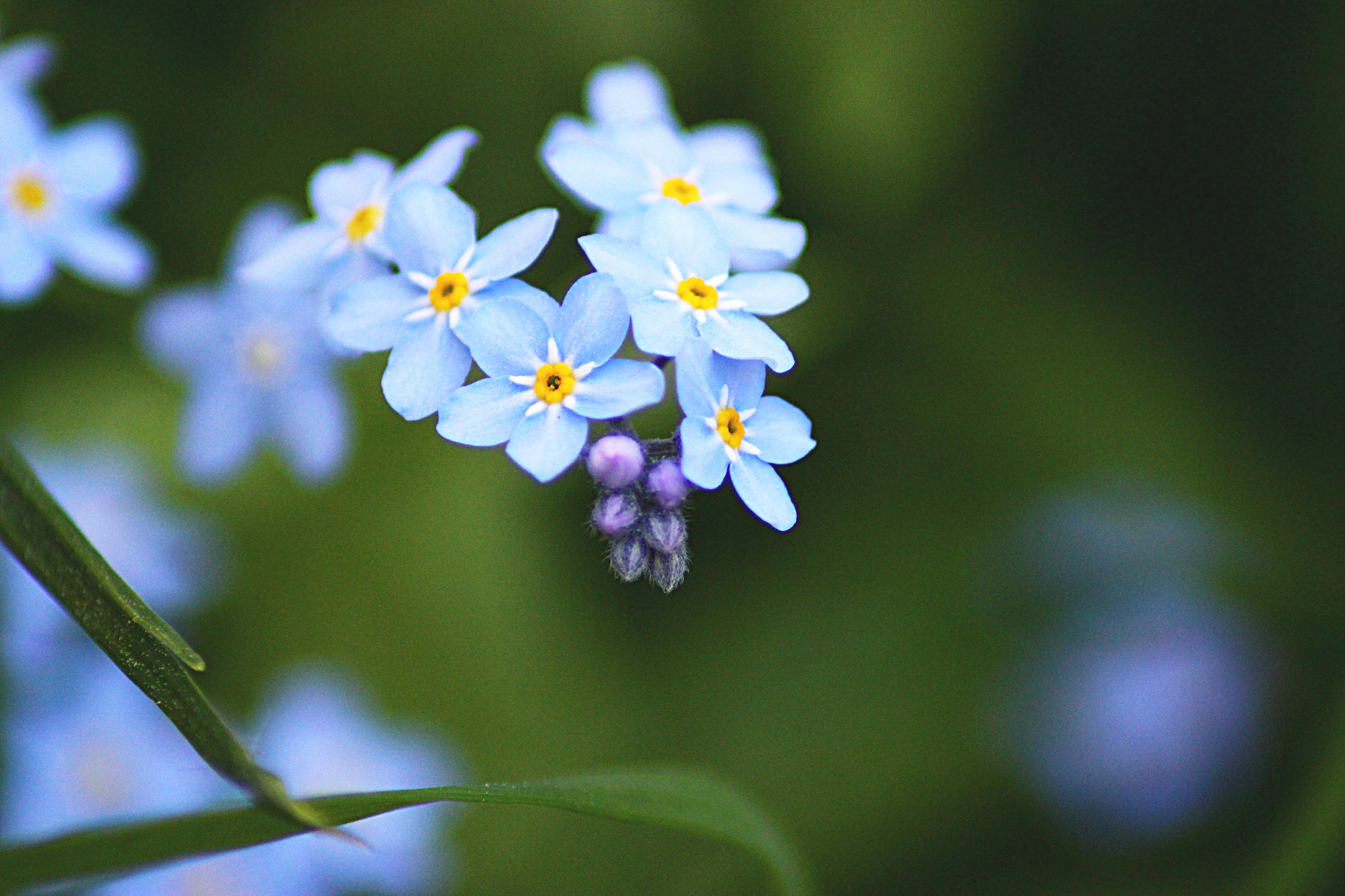 Canon EOS 600D (Rebel EOS T3i / EOS Kiss X5) sample photo. Myosotis photography