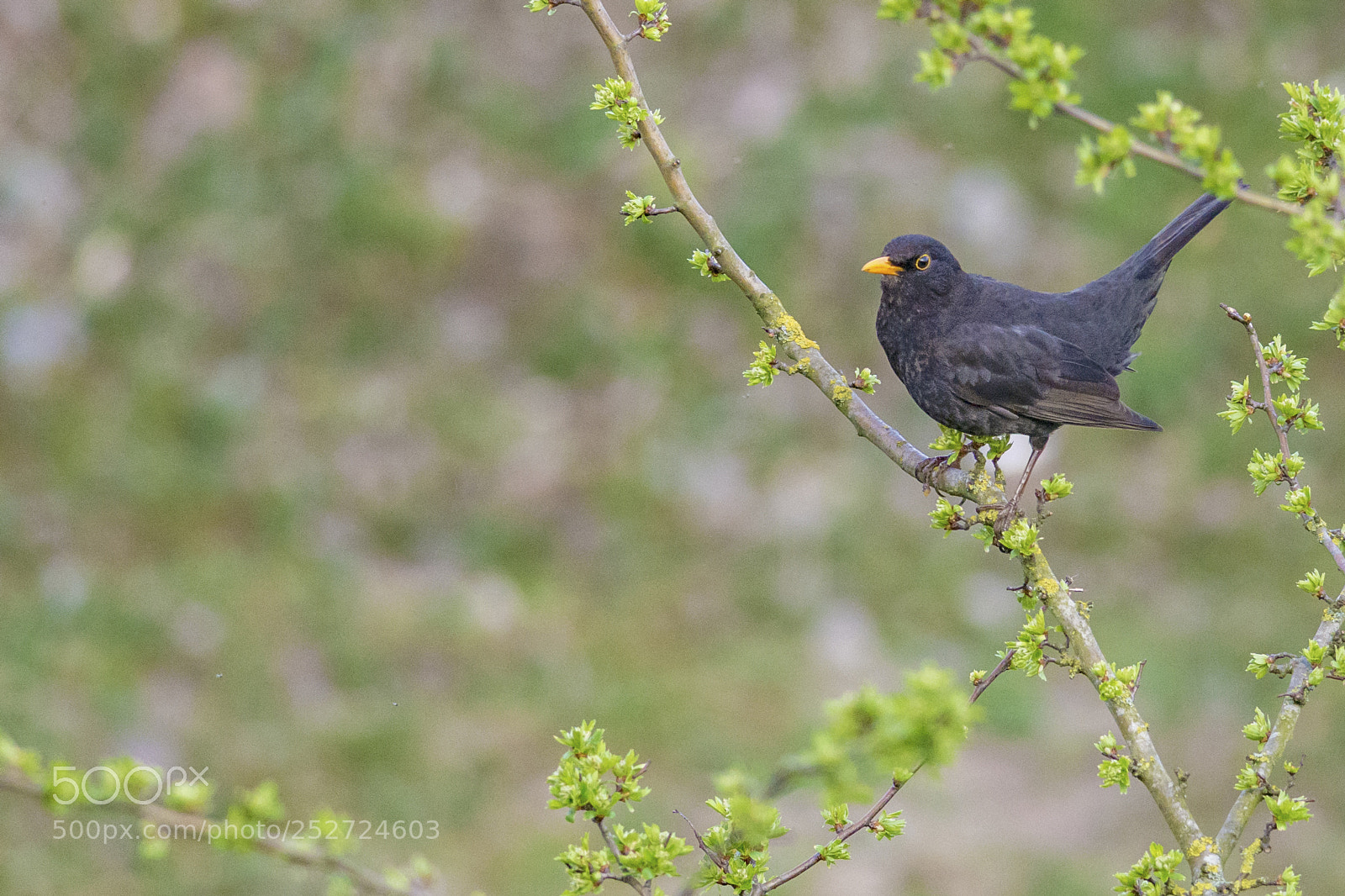 Nikon D7100 sample photo. Common blackbird (turdus merula) photography