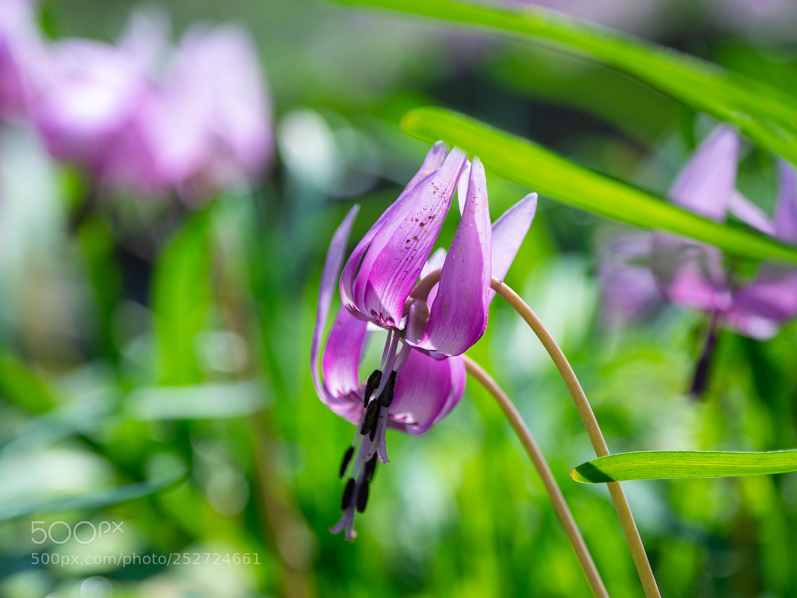 Olympus OM-D E-M10 II sample photo. Cuddle photography