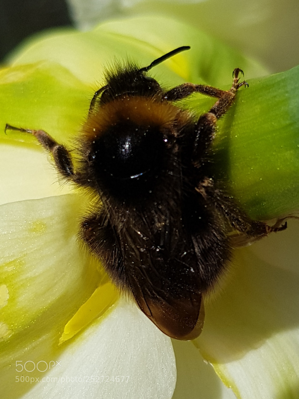 Samsung Galaxy S8+ sample photo. Untitled photography