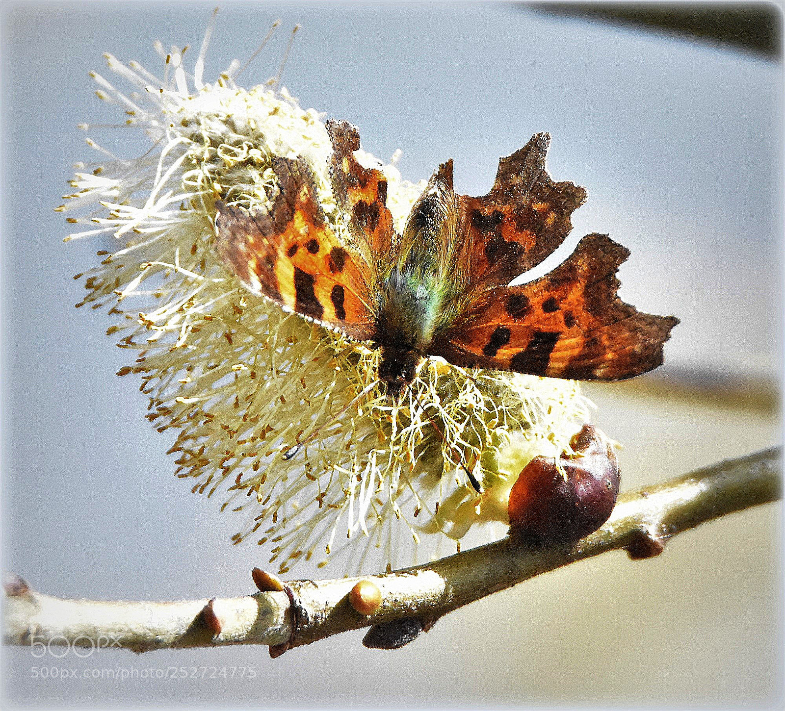Nikon D7200 sample photo. "meaning of life" photography