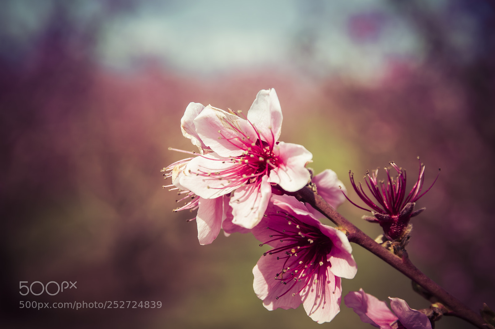 Nikon D3200 sample photo. Peach flower.. photography