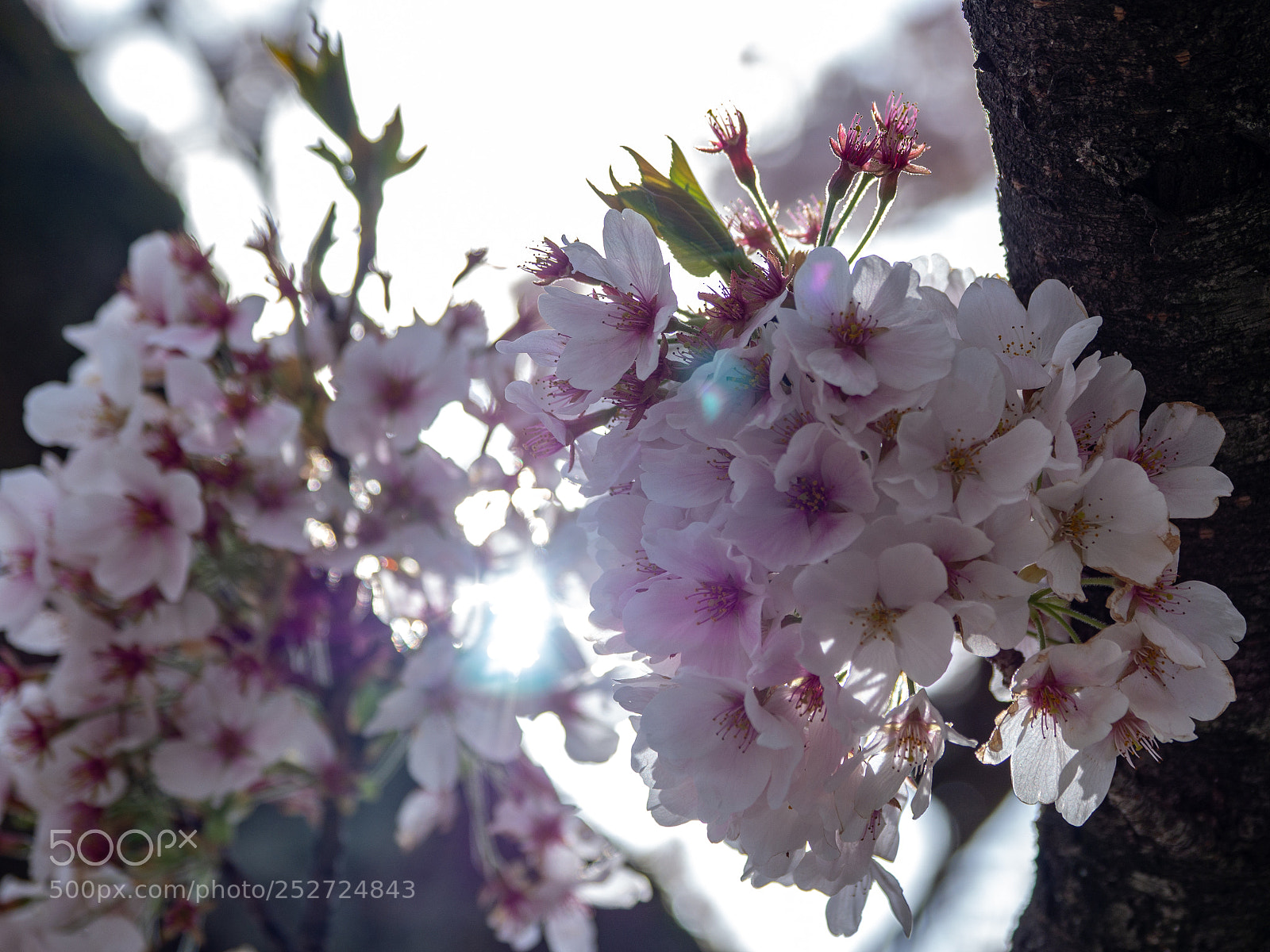 Olympus OM-D E-M10 II sample photo. Sakura photography