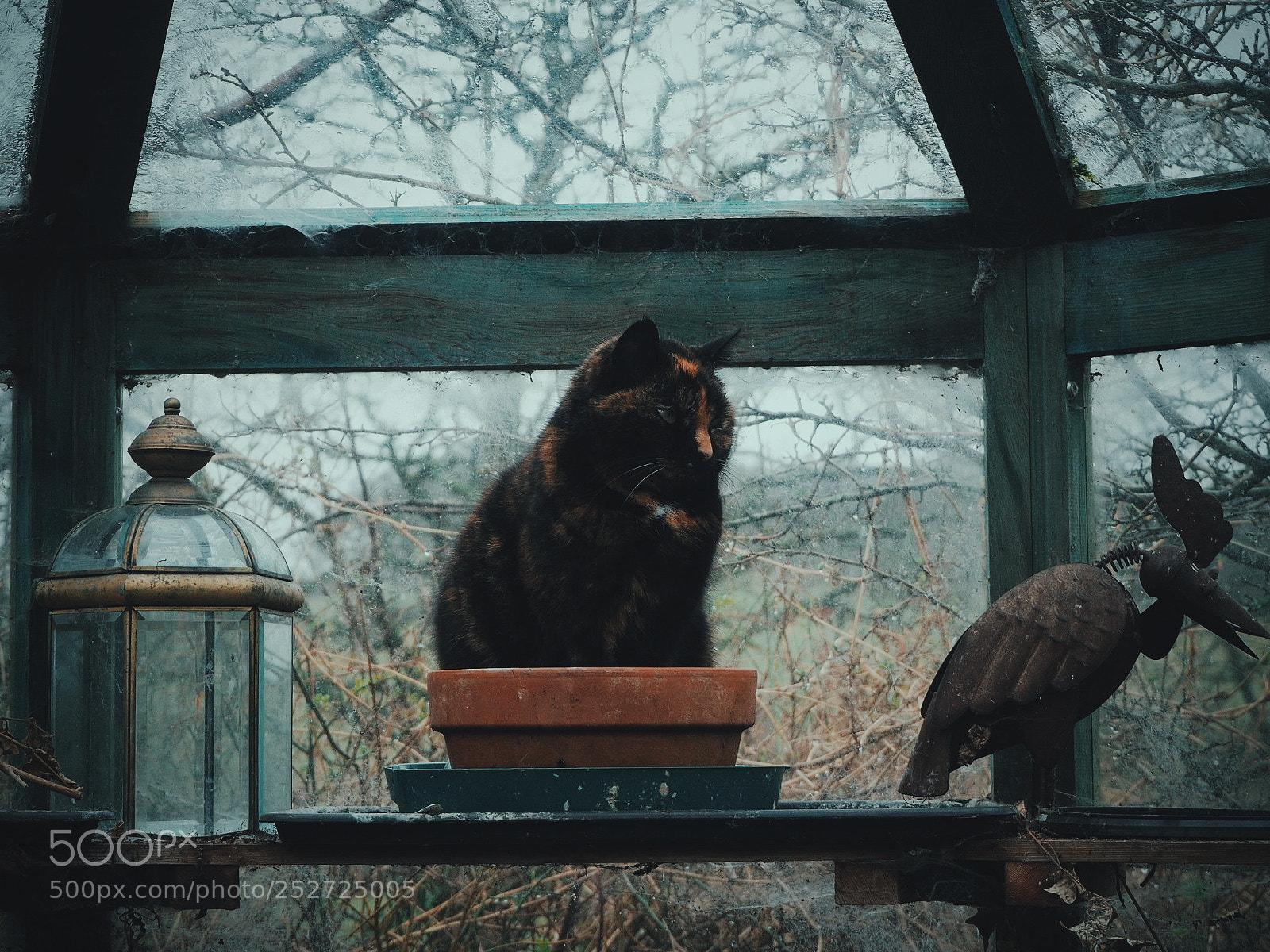 Olympus OM-D E-M10 II sample photo. Flower feline photography