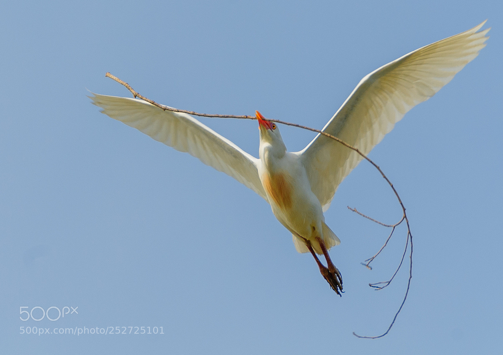 Nikon D300 sample photo. Building a nest photography