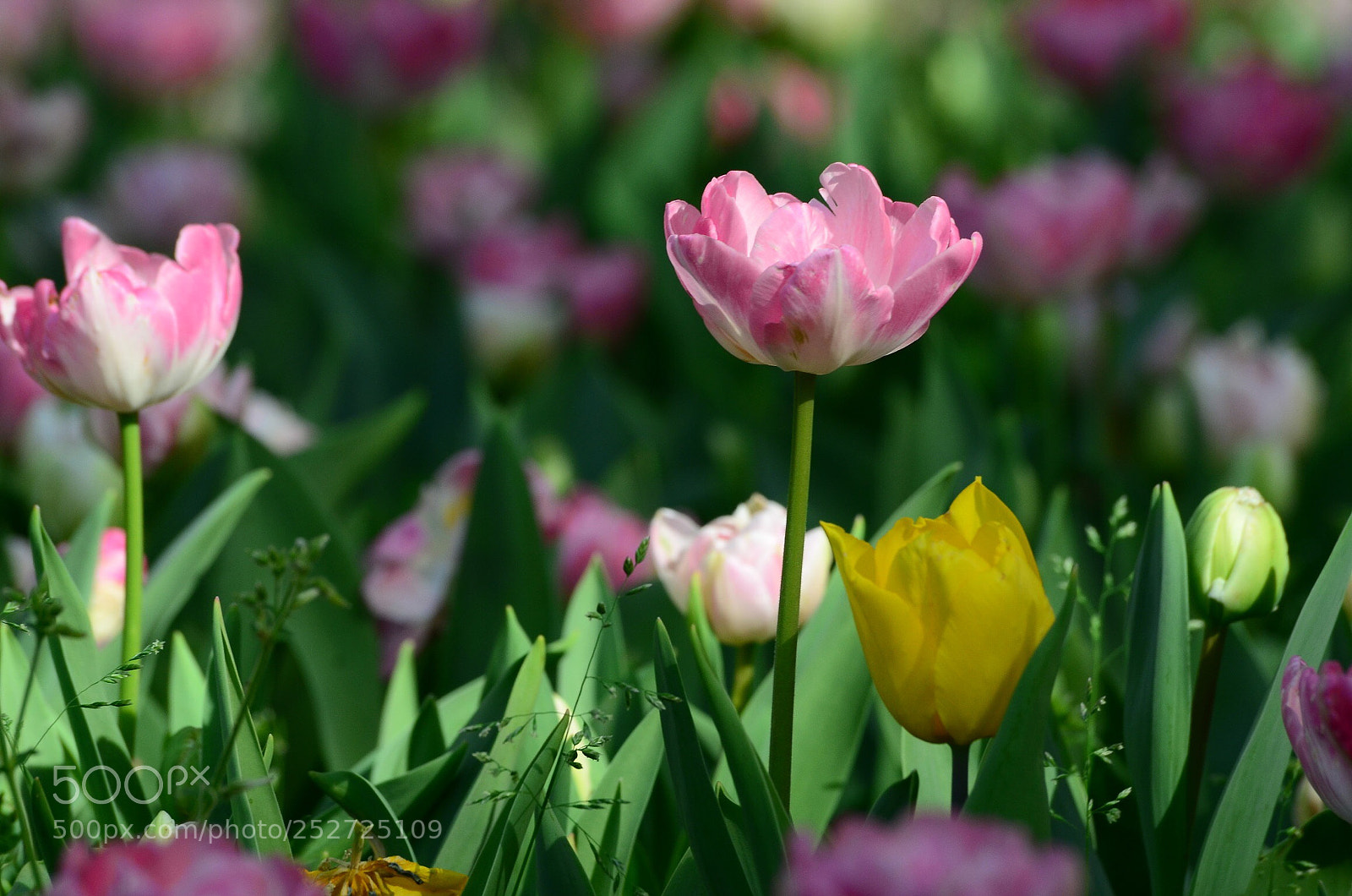 Nikon D7000 sample photo. Untitled photography