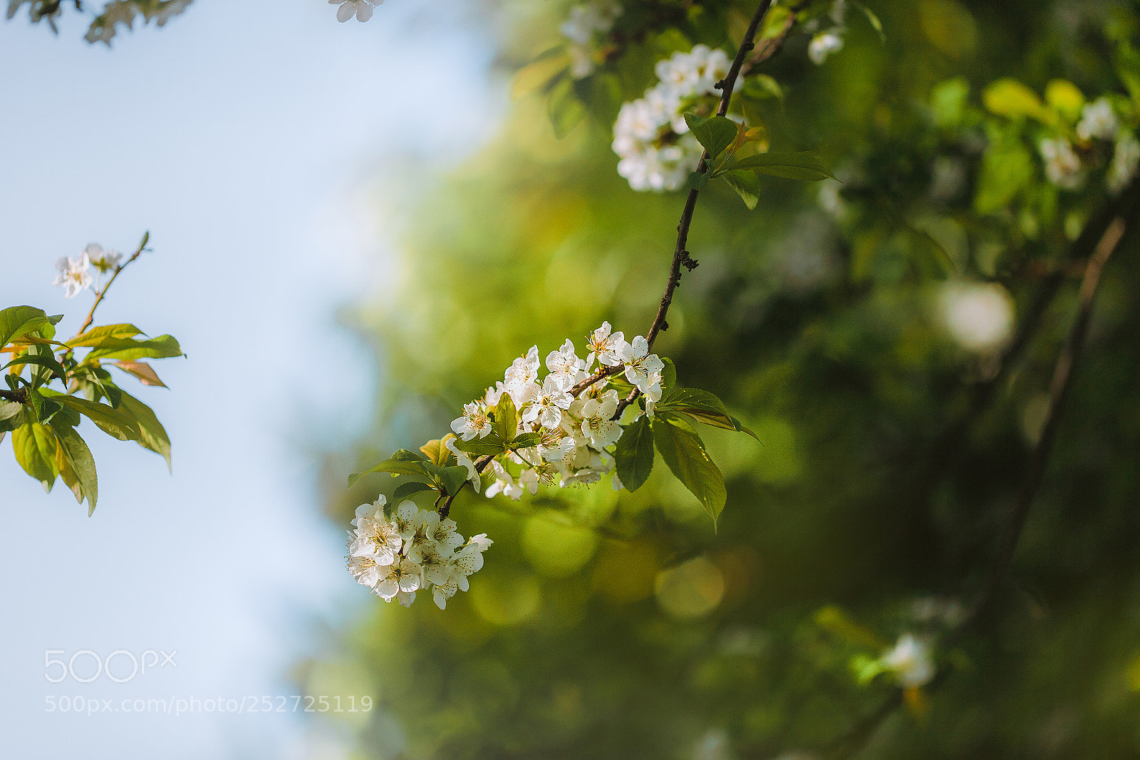 Canon EOS 5D Mark II sample photo. Flor ciruelo photography