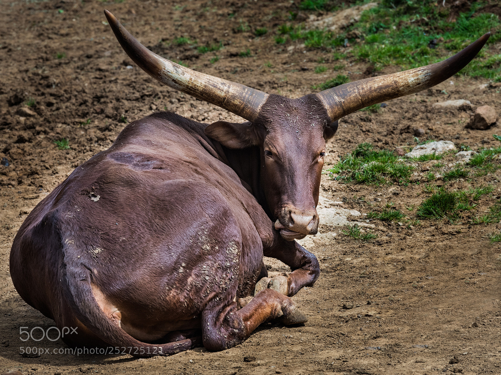 Canon EOS 6D Mark II sample photo. Watusi  040418-0920 photography