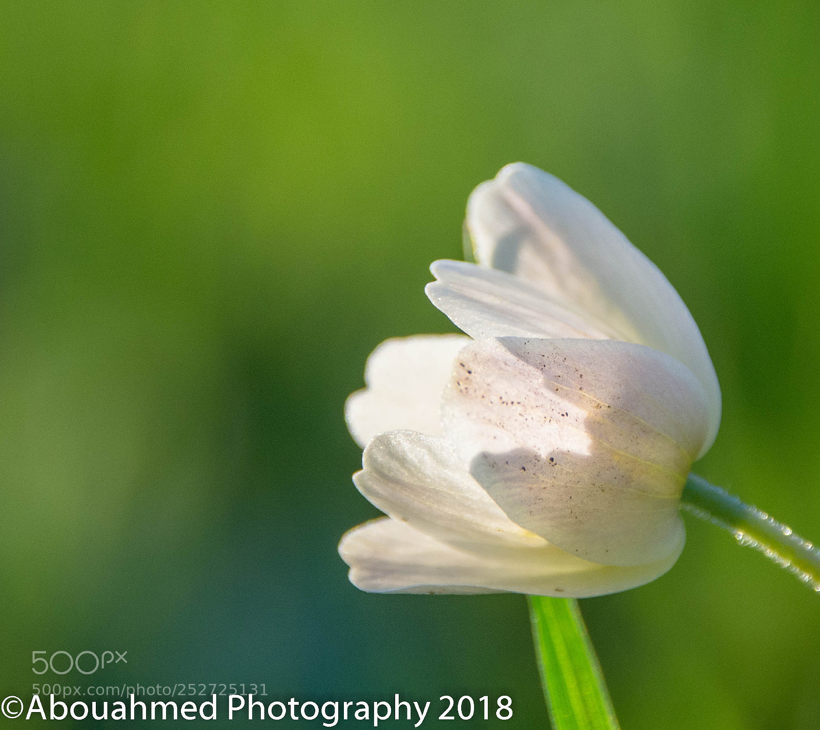 Nikon D7100 sample photo. Spring time photography