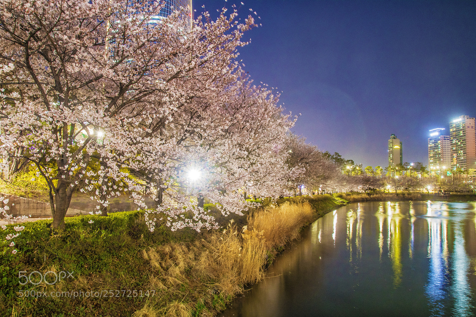 Canon EOS 750D (EOS Rebel T6i / EOS Kiss X8i) sample photo. Cherry blossom photography