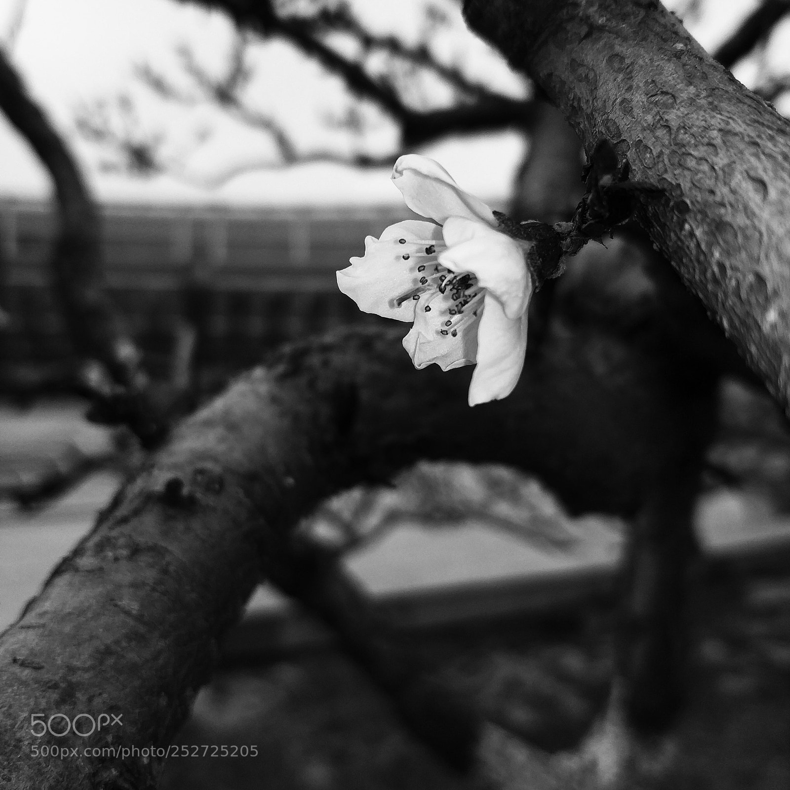 Xiaomi MI6 sample photo. 桃花 photography