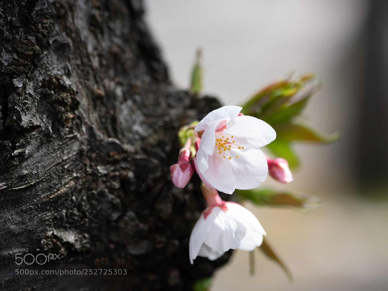 Olympus OM-D E-M10 II sample photo. Sakura photography
