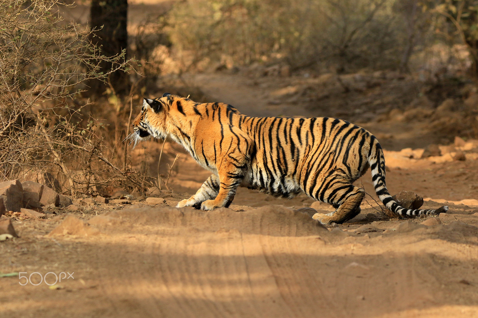 Canon EOS 7D Mark II sample photo. Tiger on the road photography