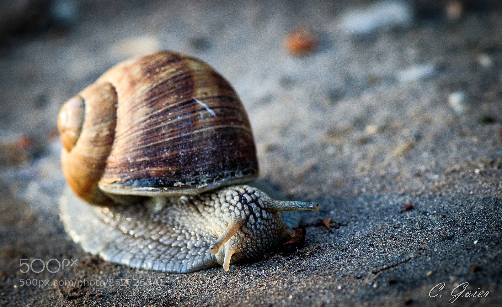 Canon EOS 77D (EOS 9000D / EOS 770D) sample photo. Portrait of a snail photography