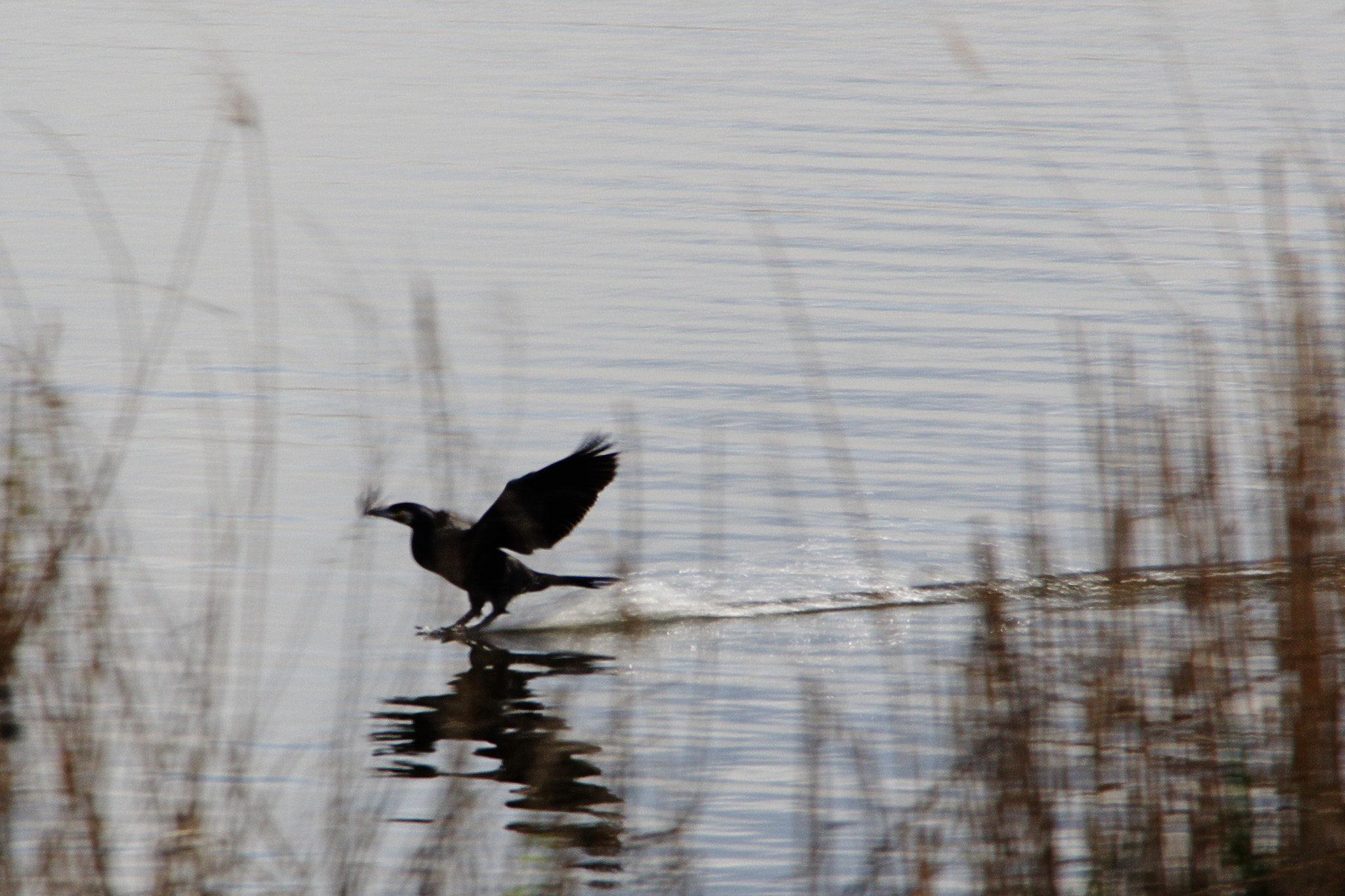 Pentax K-70 sample photo. Landing photography
