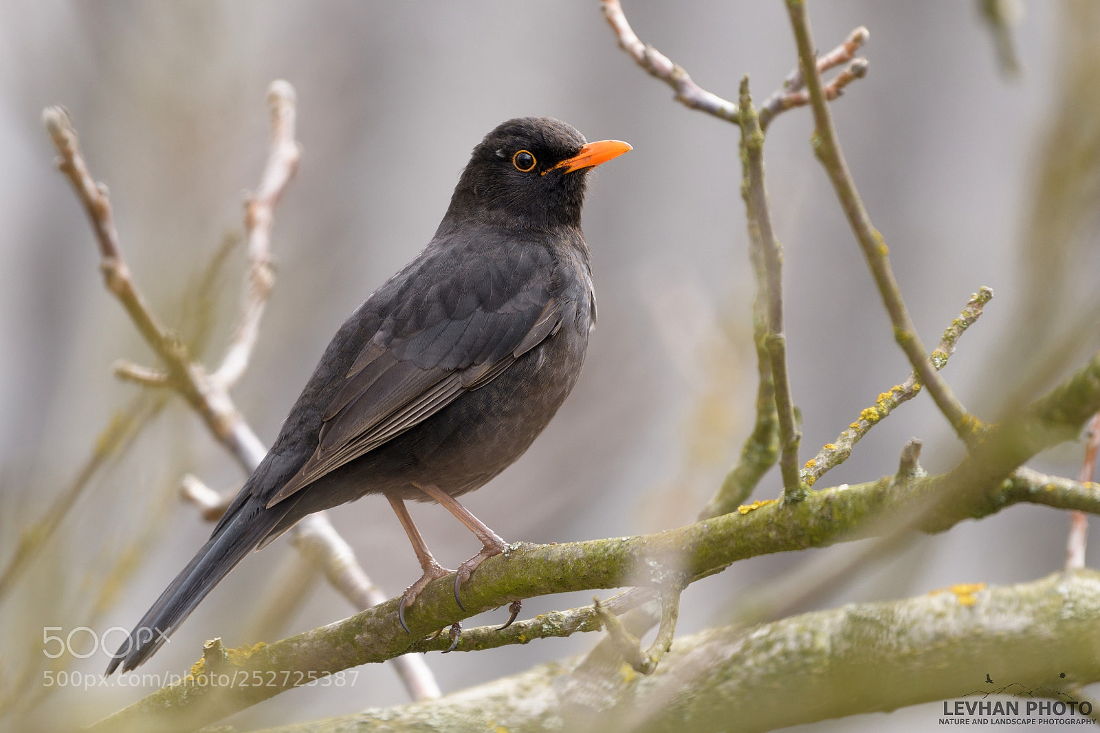 Nikon D500 sample photo. Blackbird photography