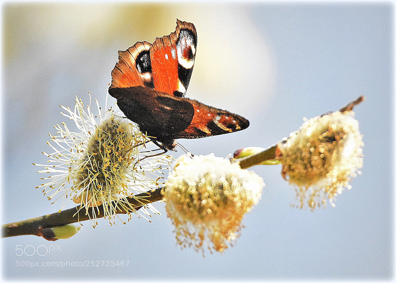Nikon D7200 sample photo. "aglais io" photography