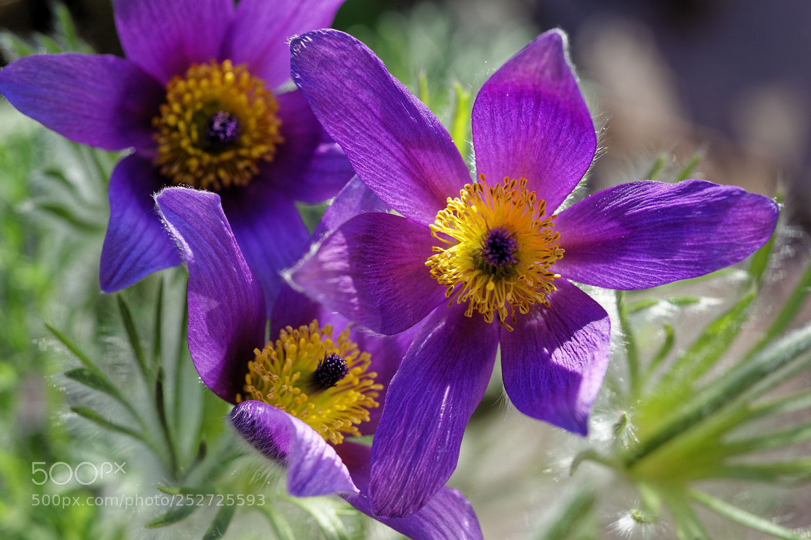Sony a7 II sample photo. Common pasque flower photography