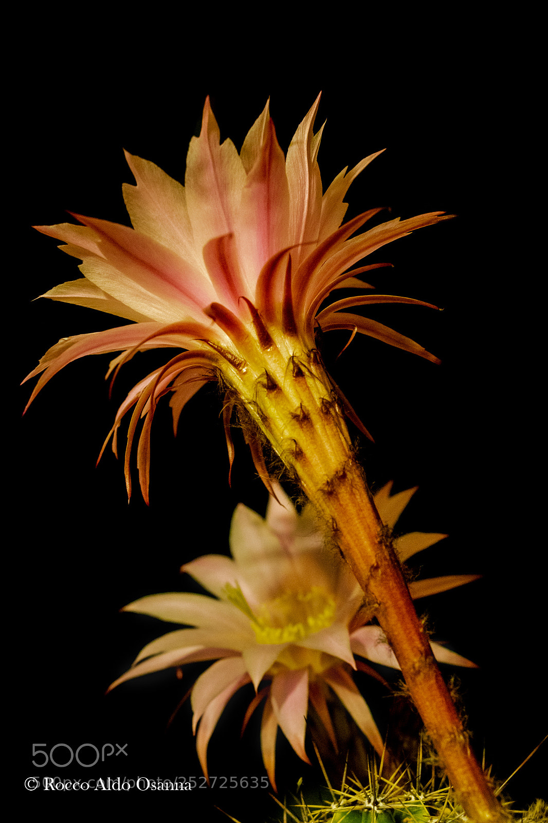 Canon EOS 80D sample photo. The ephemeral beauty of photography