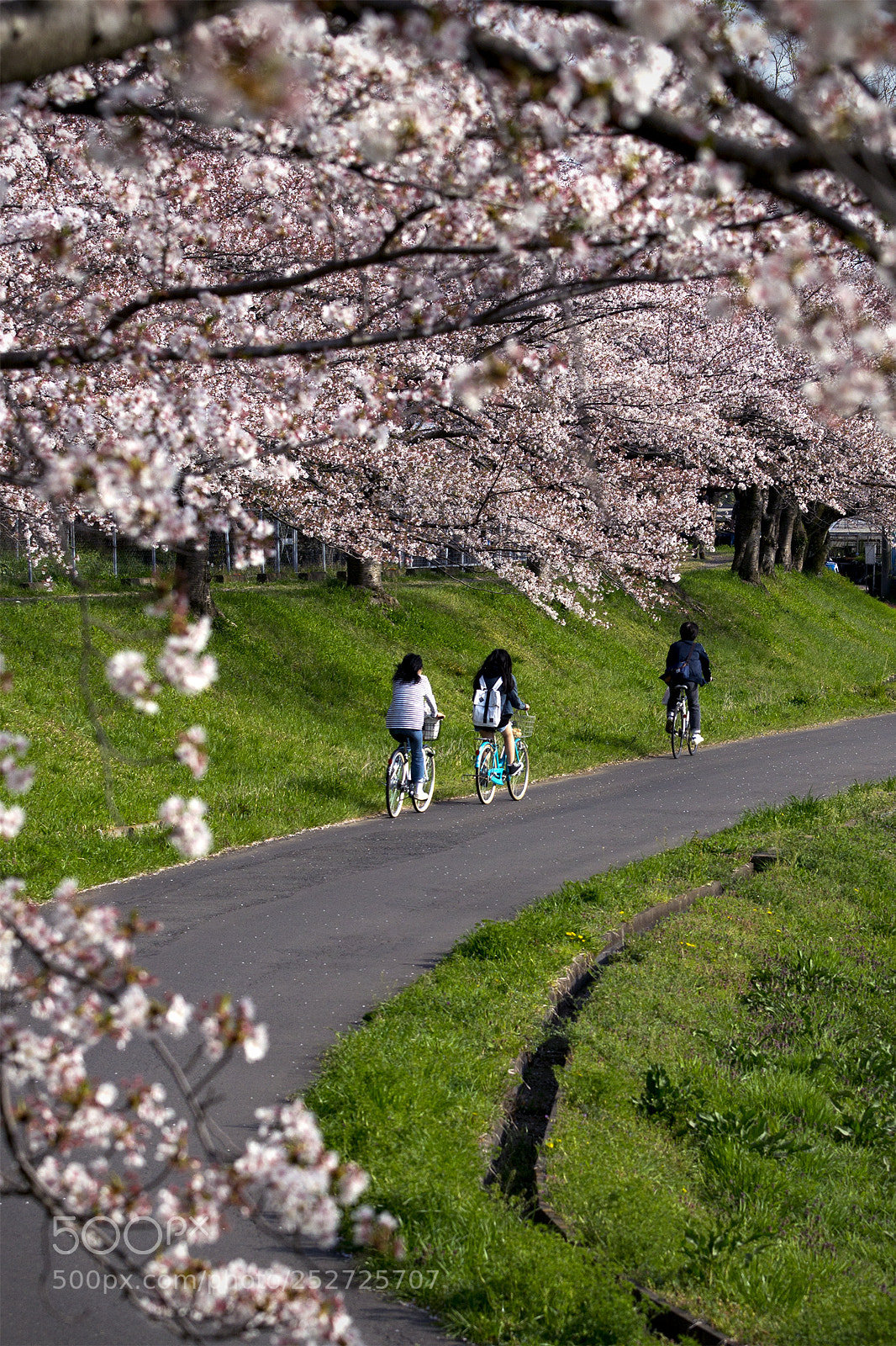 Sony SLT-A57 sample photo. Cherry photography