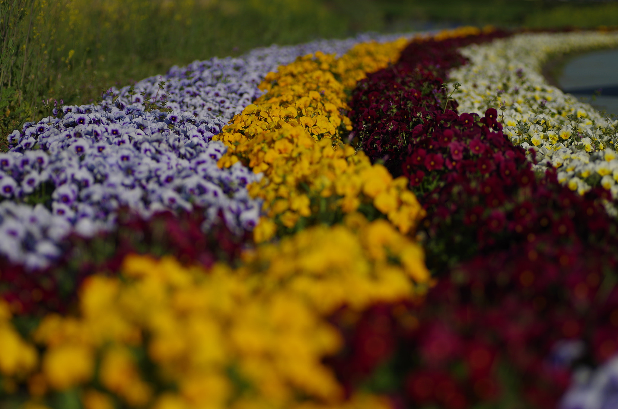 Pentax K-30 + Tamron SP AF 90mm F2.8 Di Macro sample photo. Pansy line photography