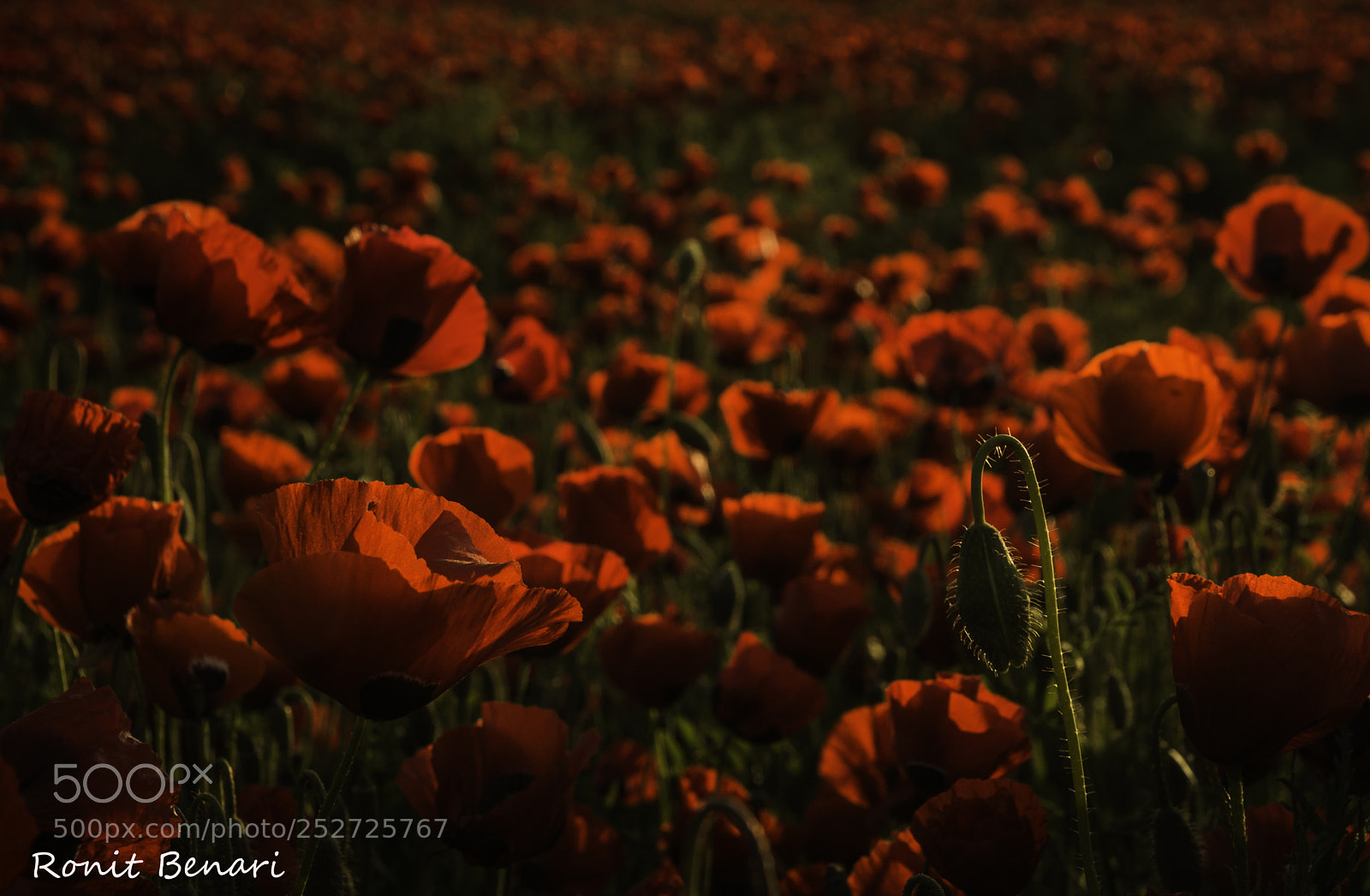 Nikon D7100 sample photo. Poppies at sunrise photography
