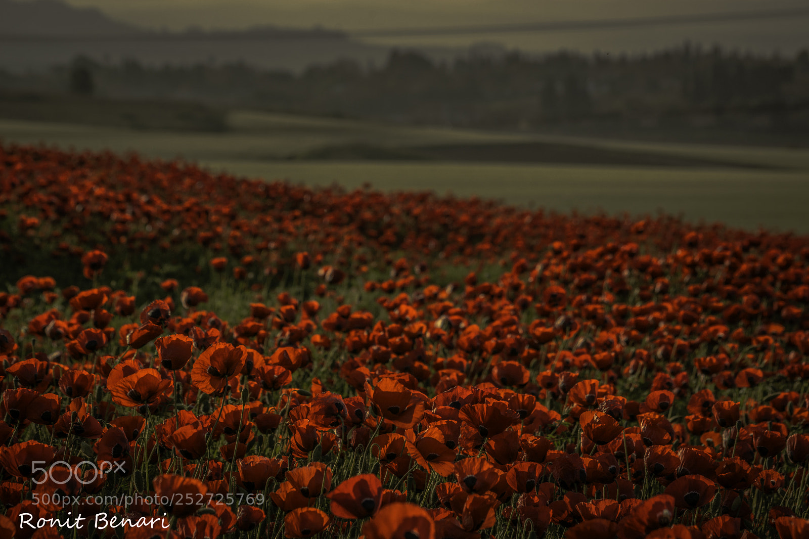 Nikon D7100 sample photo. A world of colors photography