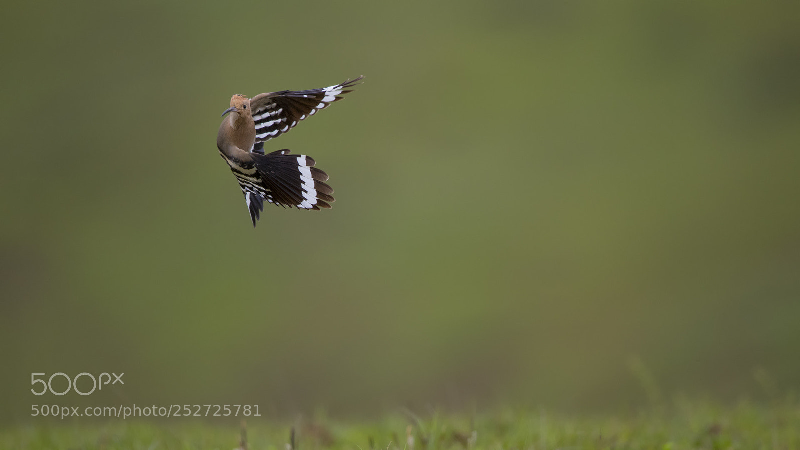 Canon EOS-1D X Mark II sample photo. Hoopoe photography