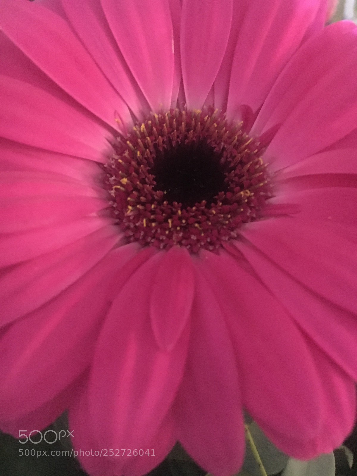 Apple iPhone 6s sample photo. Untitled photography
