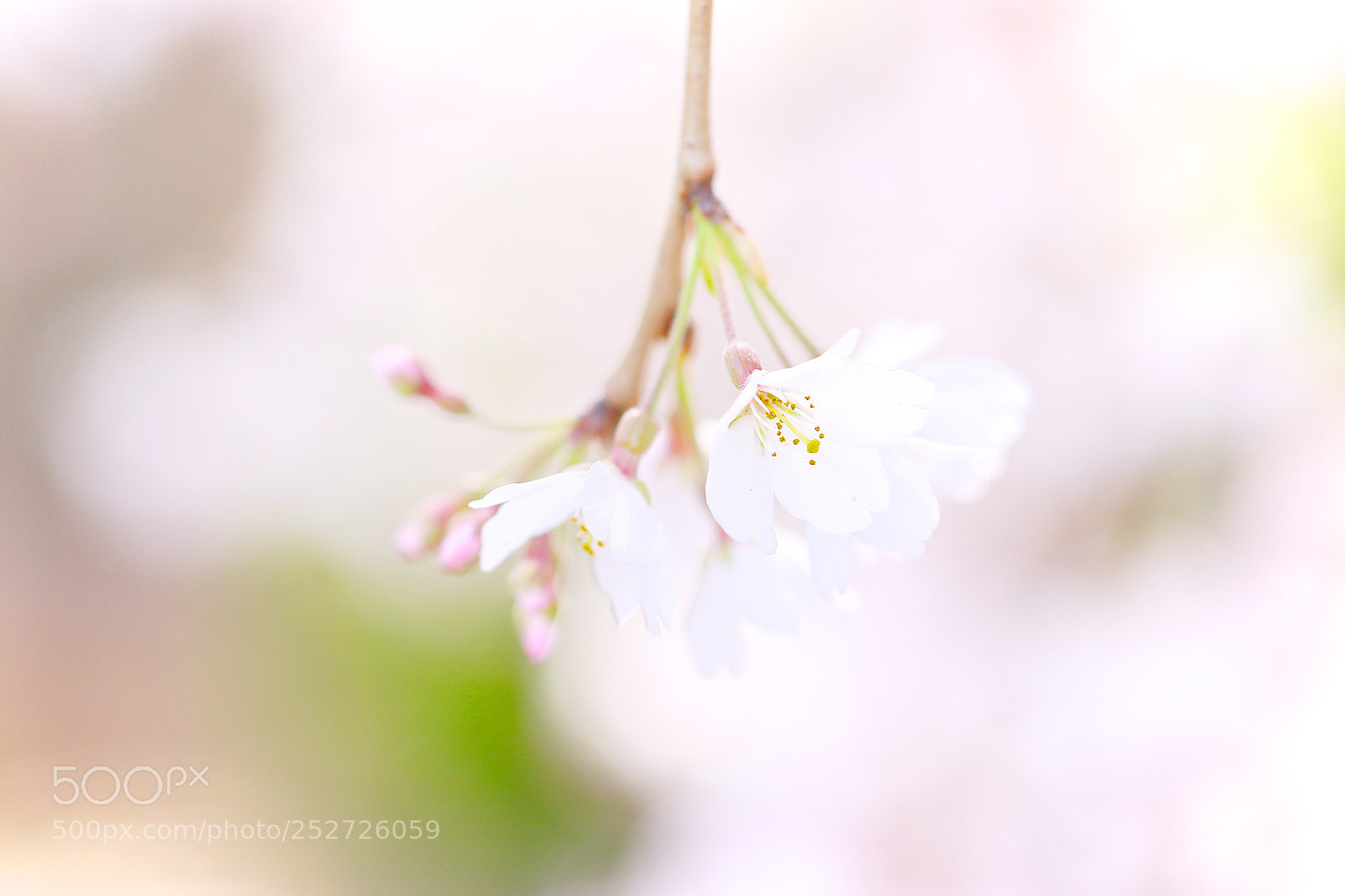 Canon EOS 7D Mark II sample photo. Sakura haze photography
