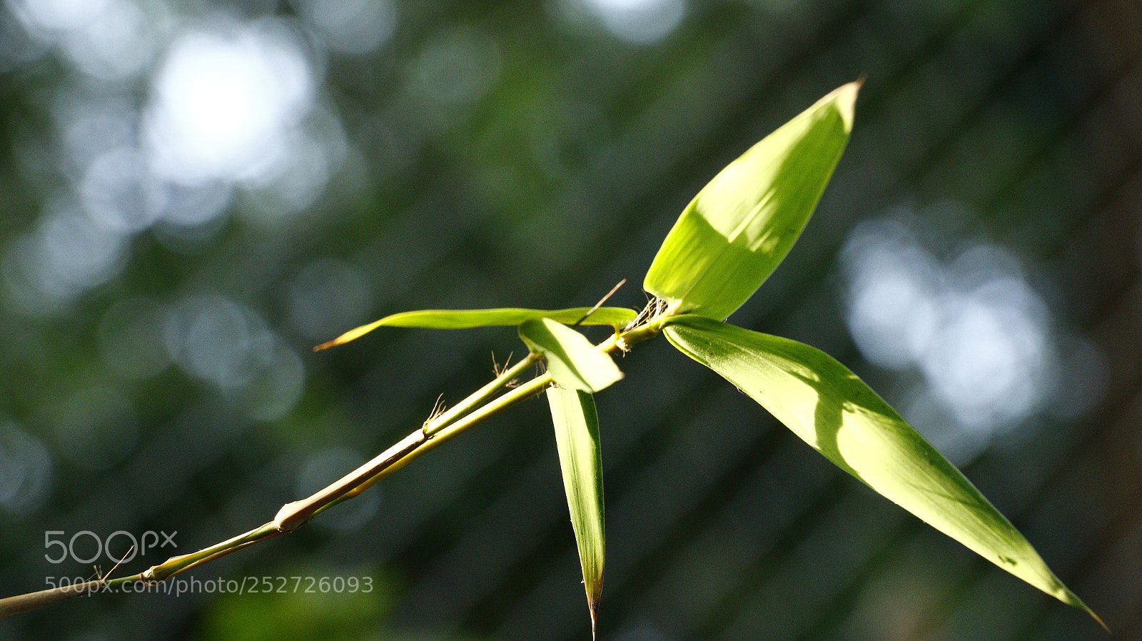 Canon EOS 70D sample photo. The sunlight photography