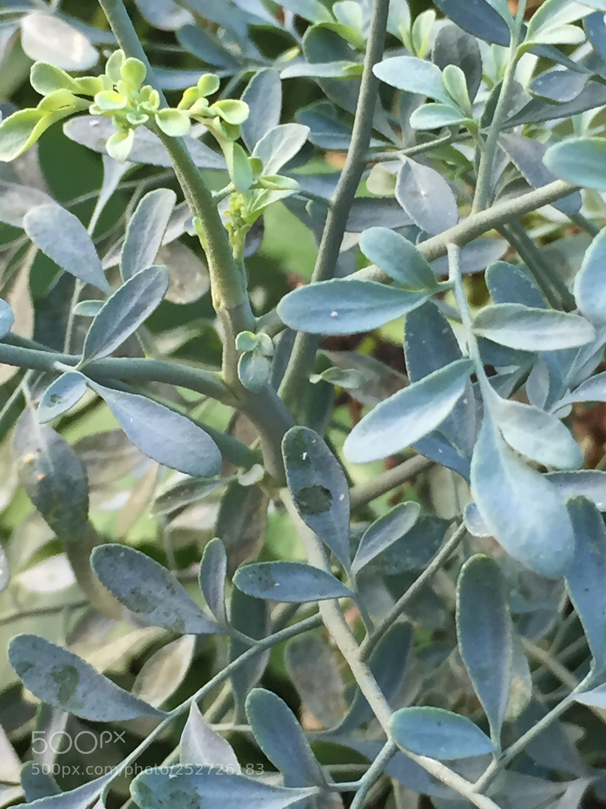 Apple iPhone 6 sample photo. Untitled photography