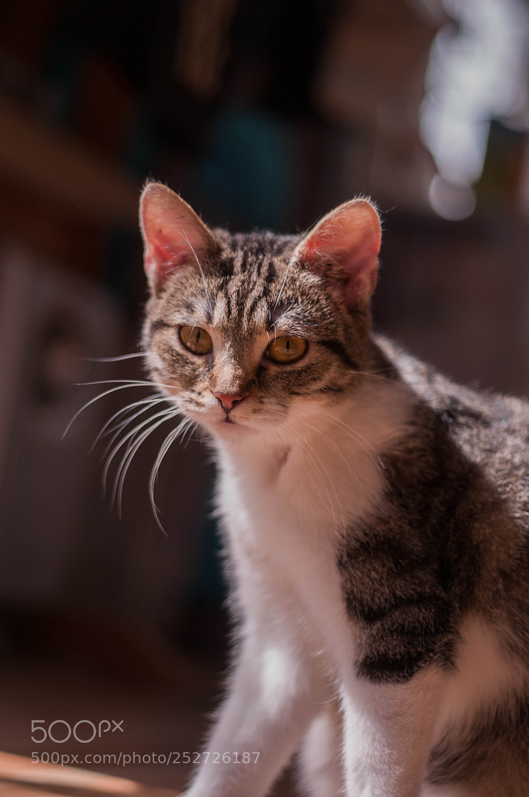 Nikon D300S sample photo. Kitty photography