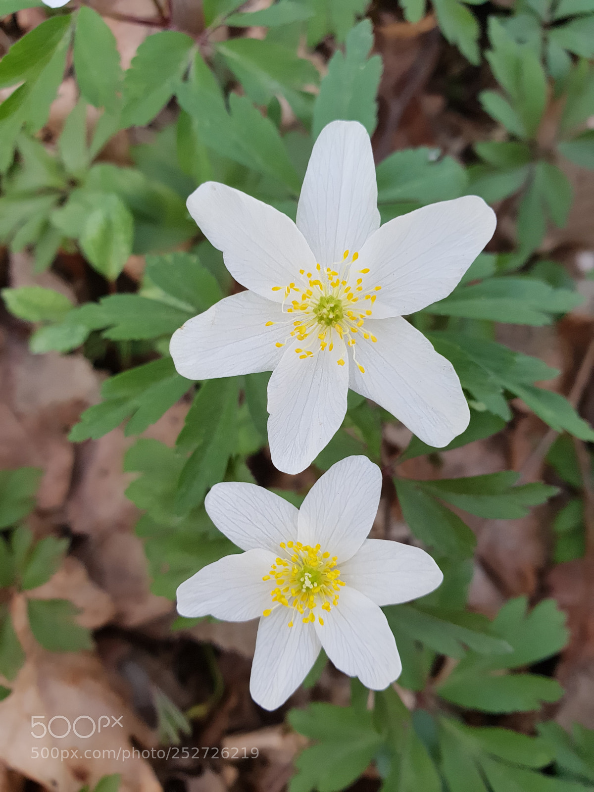 Samsung Galaxy S9+ sample photo. Untitled photography
