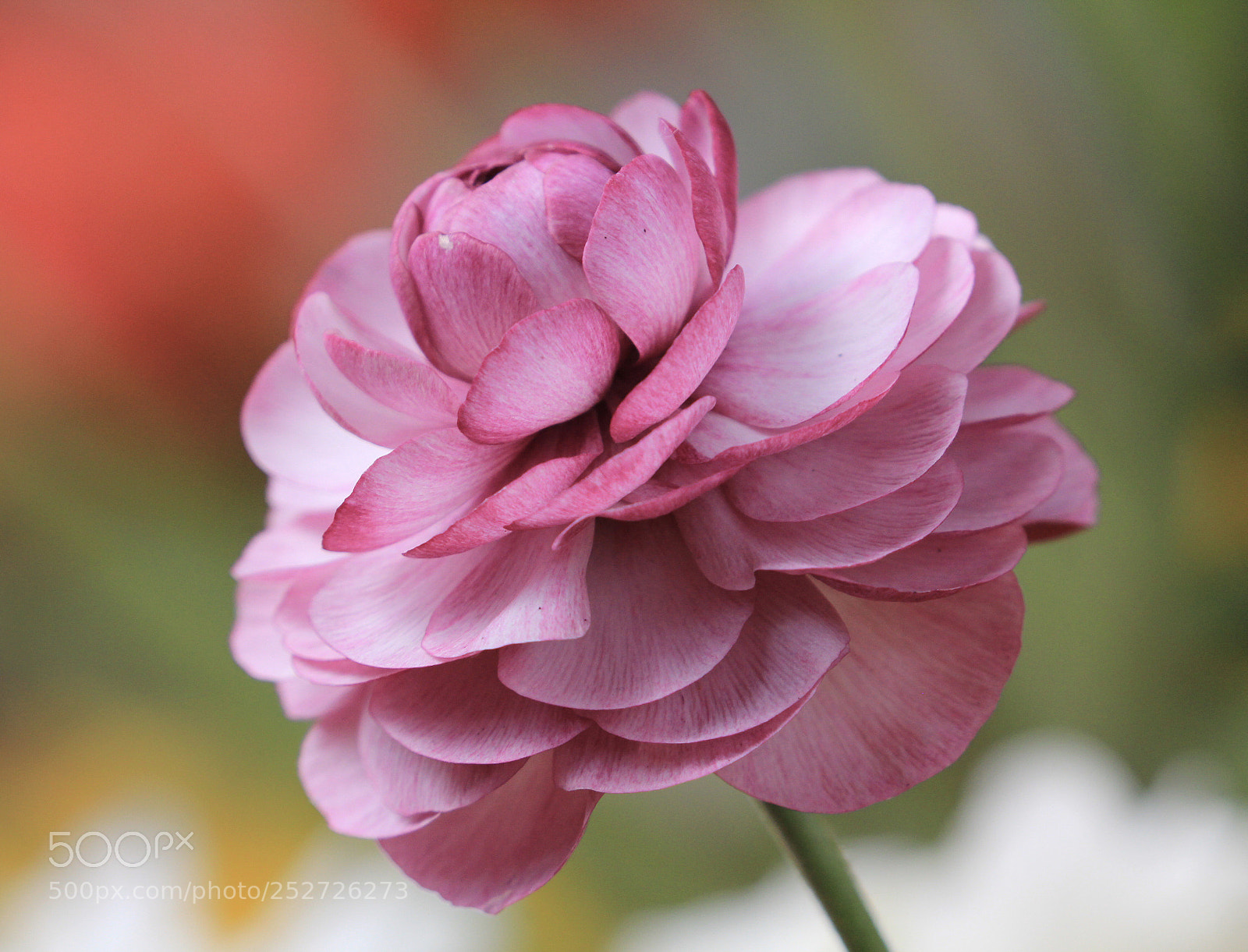 Canon EOS 60D sample photo. Blossom  photography