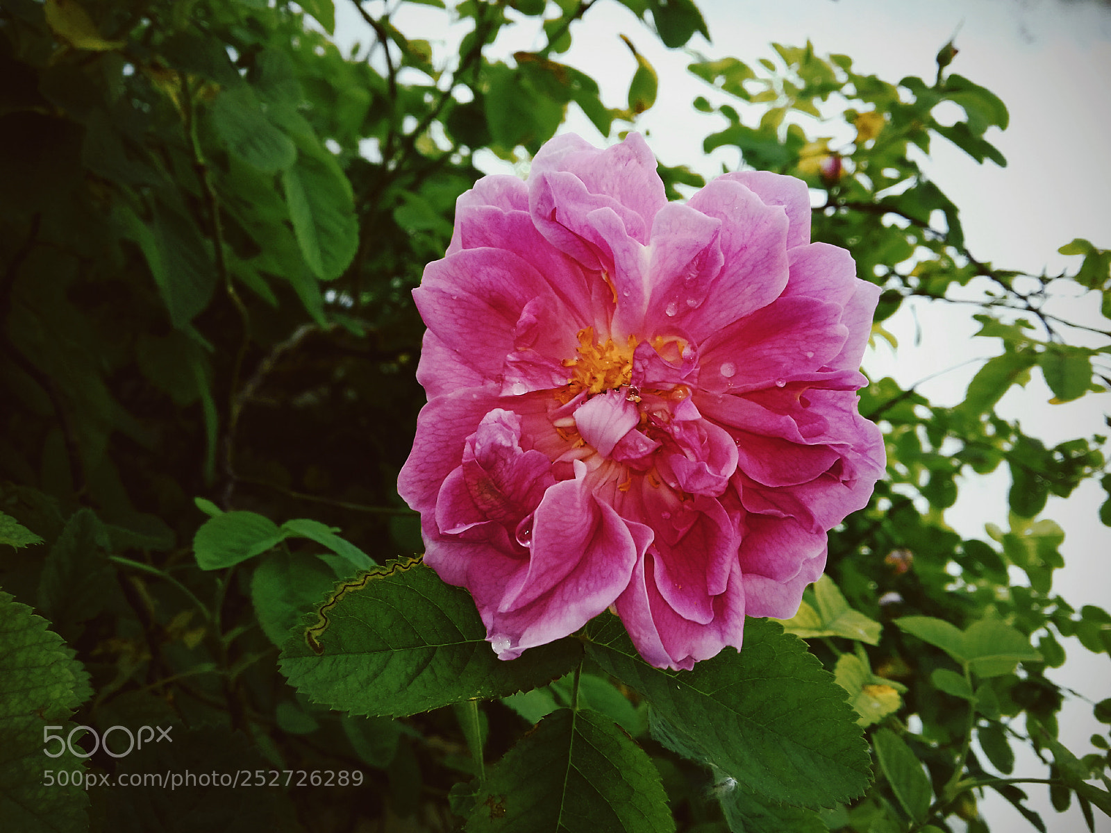 Samsung Galaxy J3(2016) sample photo. A beautiful rose photography