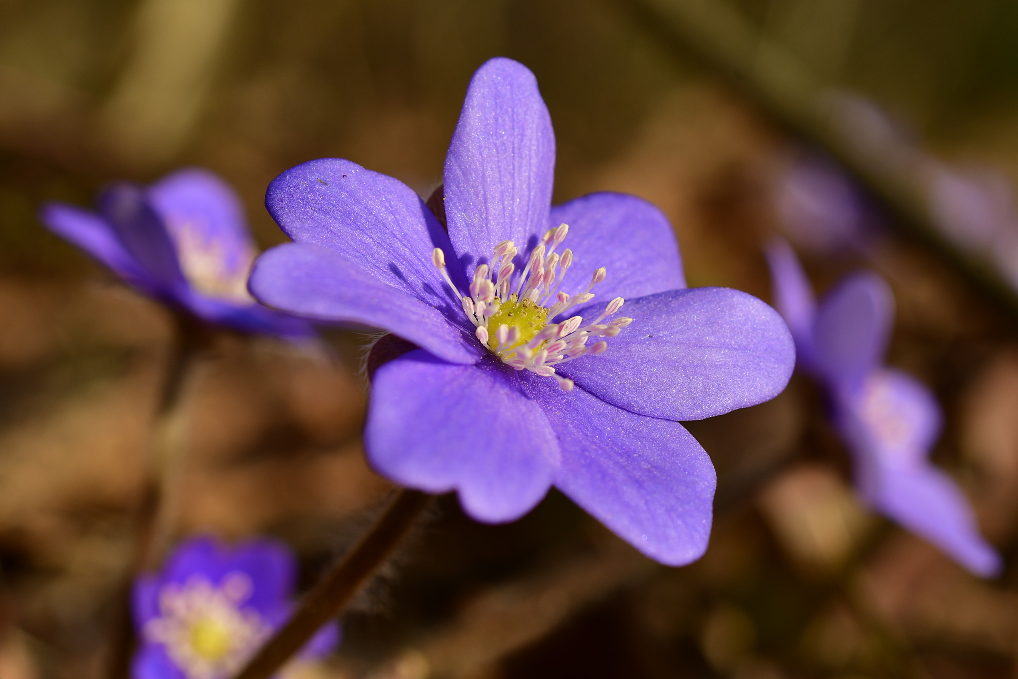 Nikon AF-S DX Micro Nikkor 40mm F2.8 sample photo. Dsc photography
