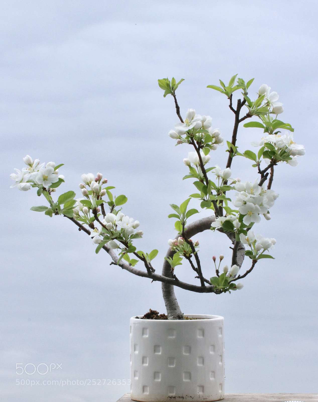 Canon EOS 80D sample photo. Apple photography