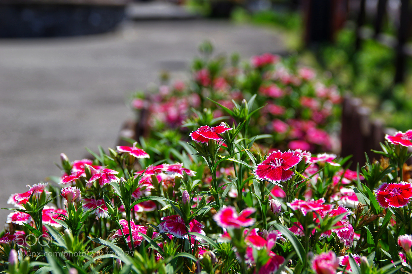 Pentax K-3 II sample photo. Untitled photography