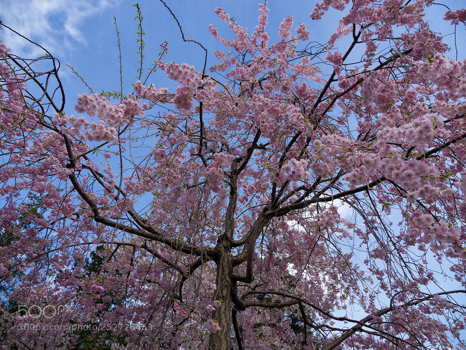 Olympus OM-D E-M10 II sample photo. Weeping sakura photography