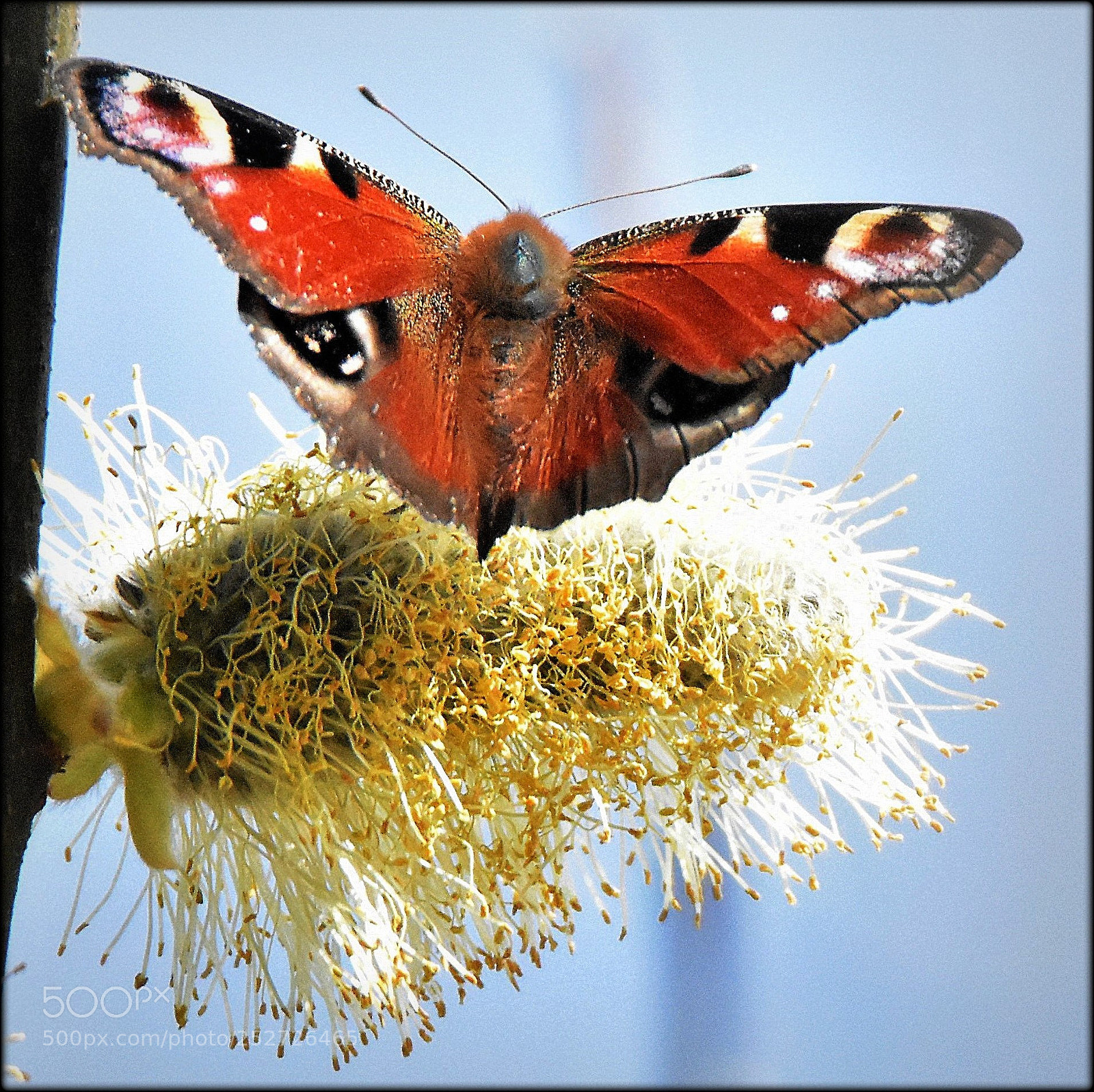 Nikon D7200 sample photo. "aglais io,;" photography