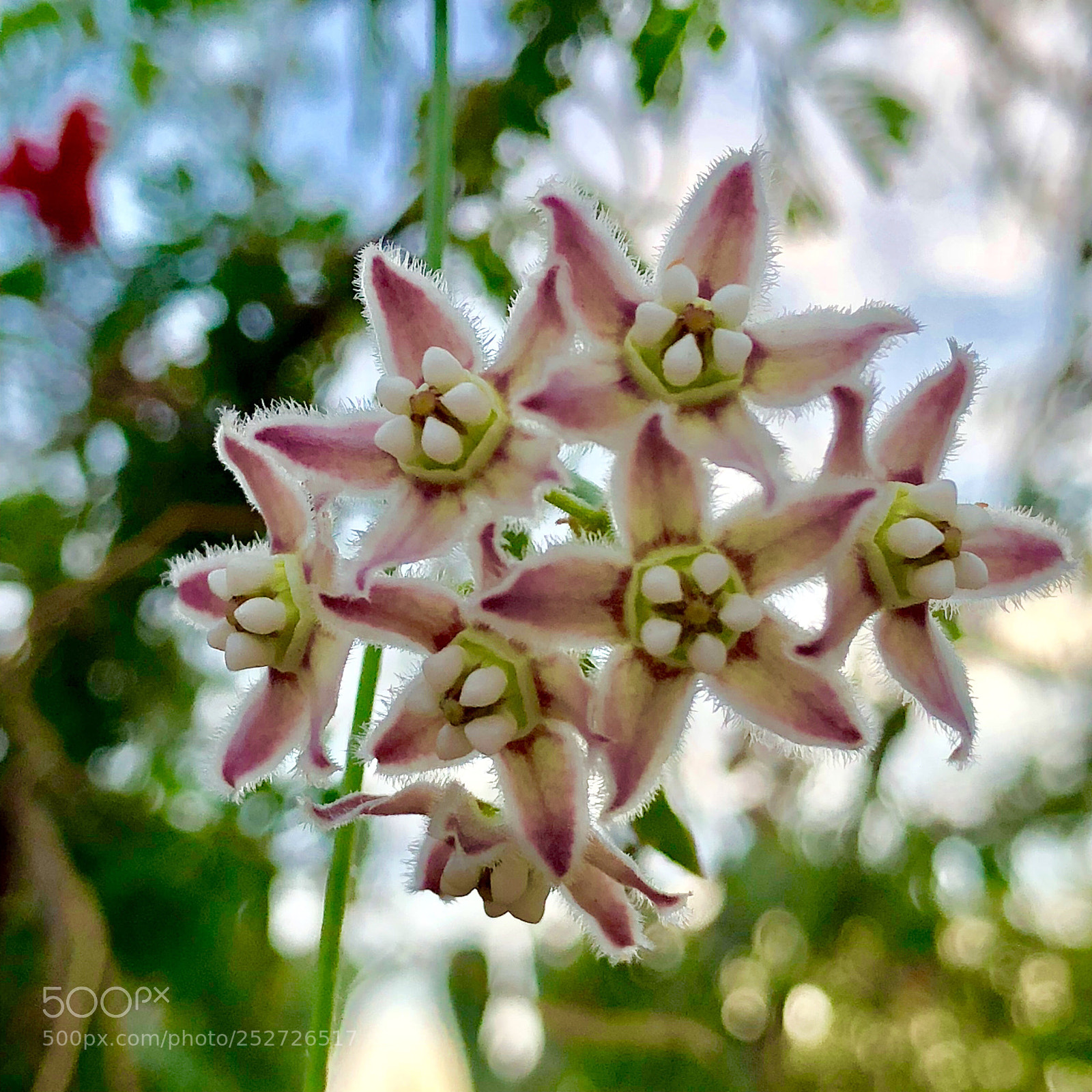 Apple iPhone 8 Plus sample photo. Springtime in arizona. photography